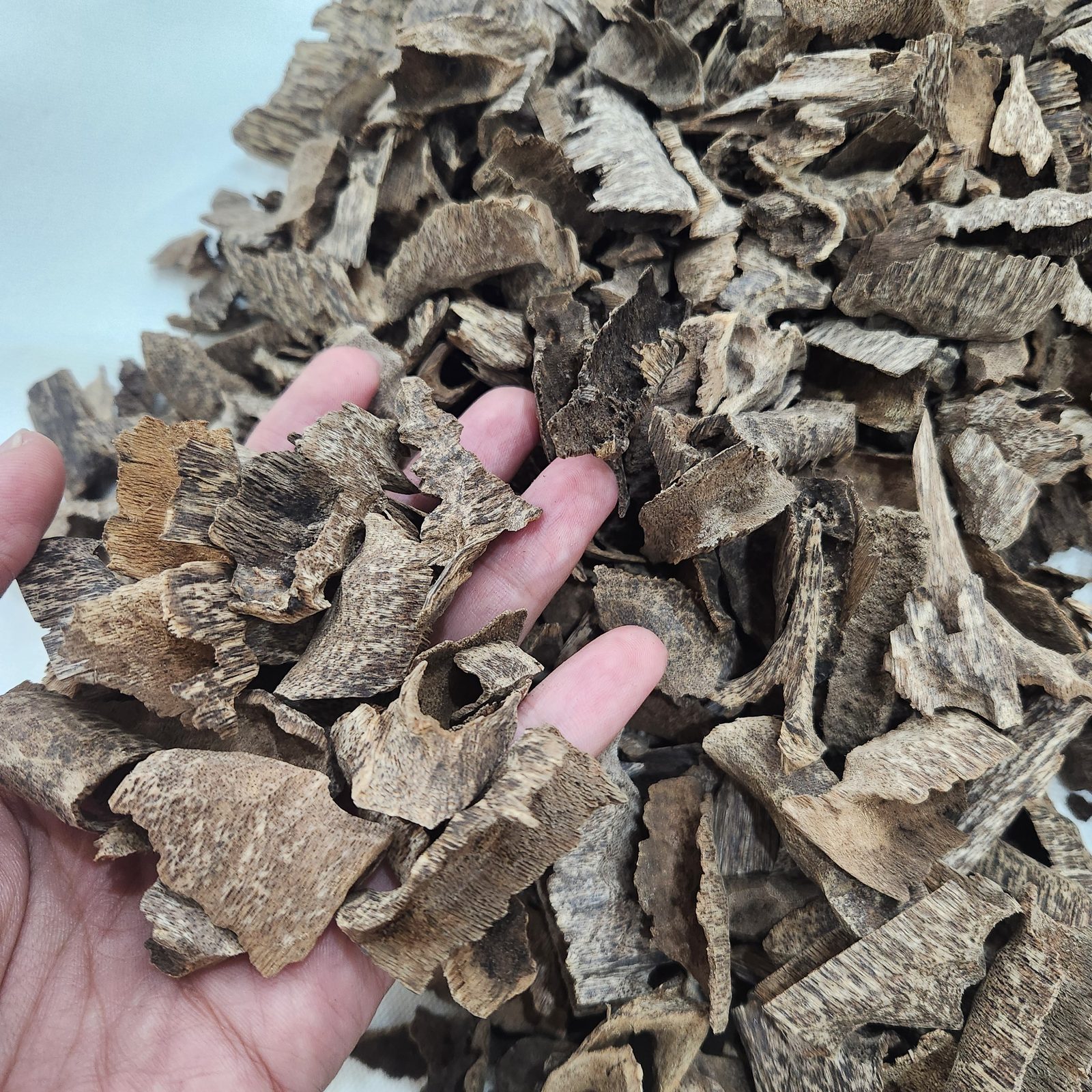 Agarwood pieces plantation angle wood 1gr